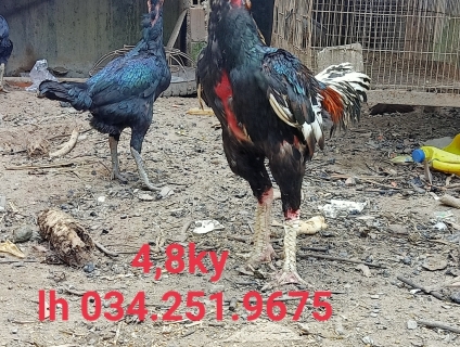 Bán gà Đòn trạng lớn ký