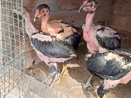 Bán gà Đòn con trạng lớn ký