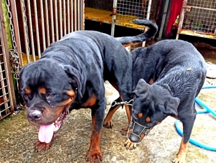 Phối giống chó Rottweiler Bình Dương