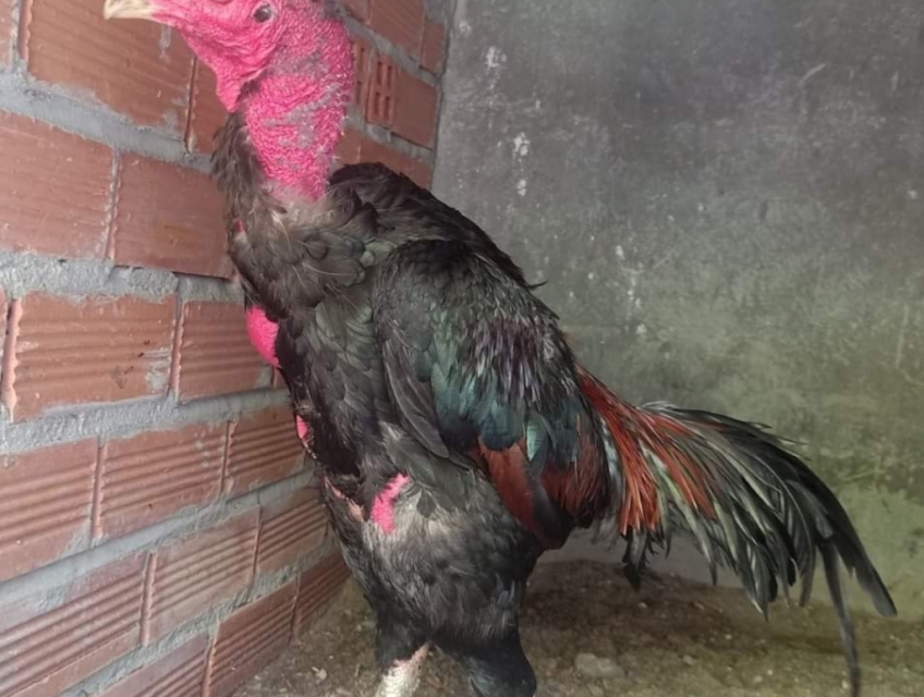 Bán gà choi 4ky  5ky
