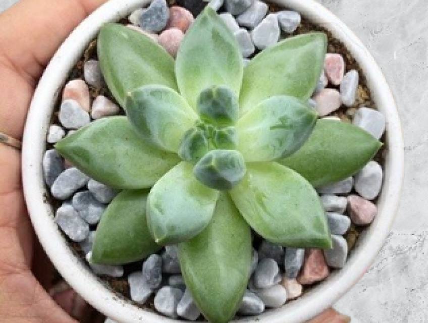 Giới Thiệu Chung Về Sen Đá