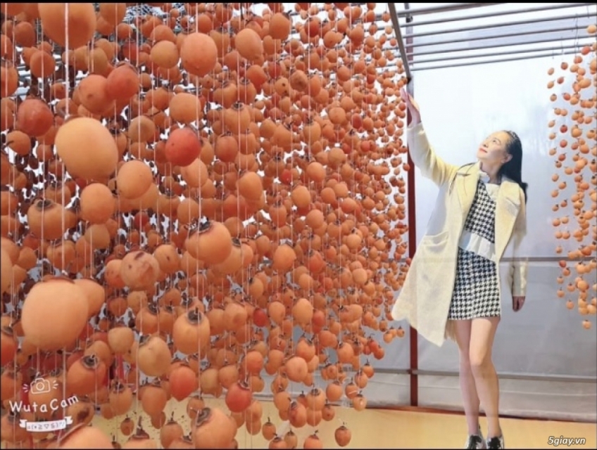 Mua hồng treo gió ở đâu cho chất lượng và an toàn?