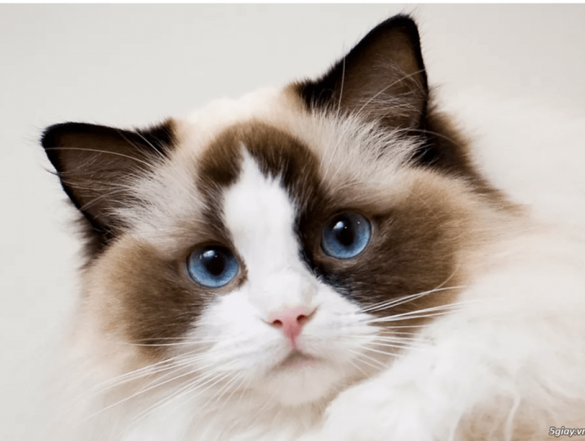 Cảnh báo: 8 Loại Thực Phẩm Tránh Cho Mèo Ăn