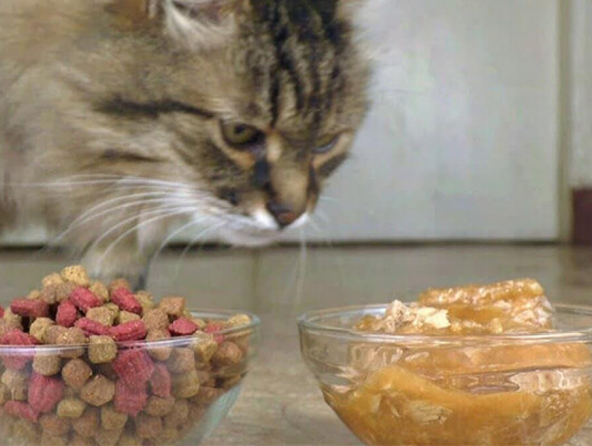 5 lưu ý khi trộn thức ăn cho chó mèo mà bạn nên biết