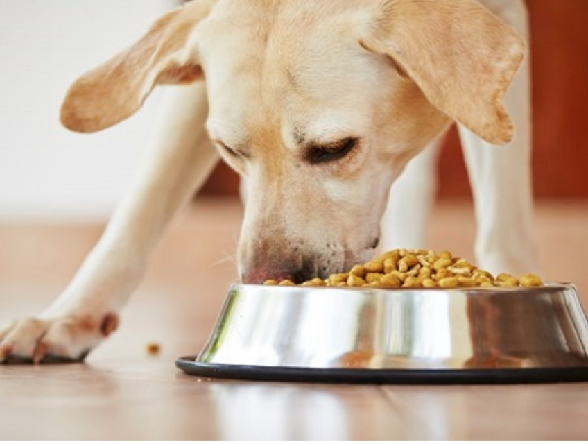 6 loại thực phẩm không nên cho chó ăn
