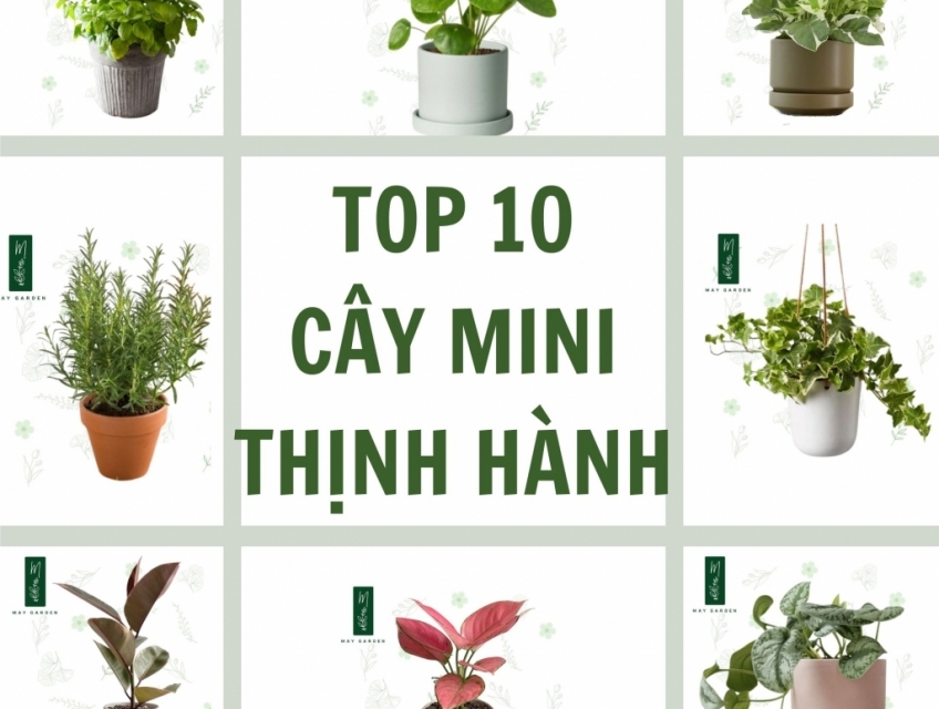 Cây cảnh mini Xu hướng trang trí thịnh hành trong suốt 3 năm qua