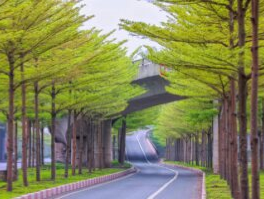 Nguồn gốc, đặc điểm, cách trồng và bảng báo giá Bàng Đài Loan