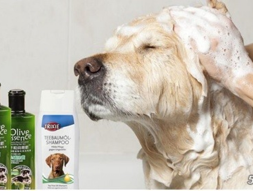 PETPSHOP _ CHUYÊN CUNG CẤP PHỤ KIỆN THÚ CƯNG UY TÍN