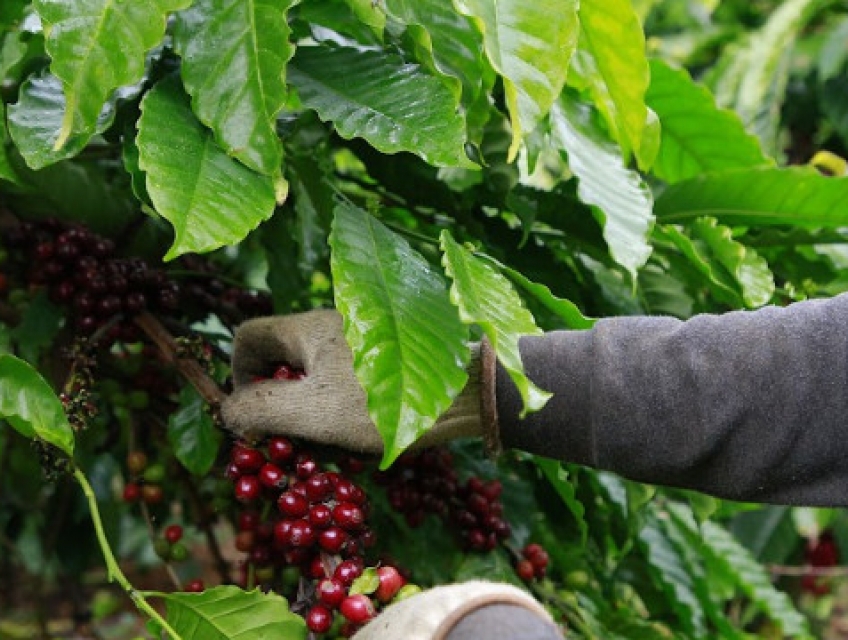 Quy trình sản xuất cà phê tại Daklac coffee