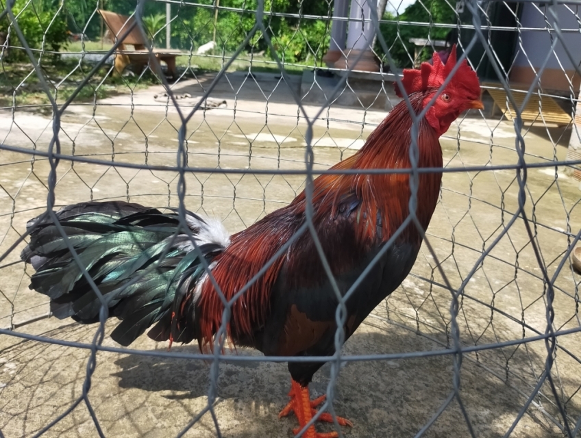 Gà điều 3kg1 Tay tốt lông mới