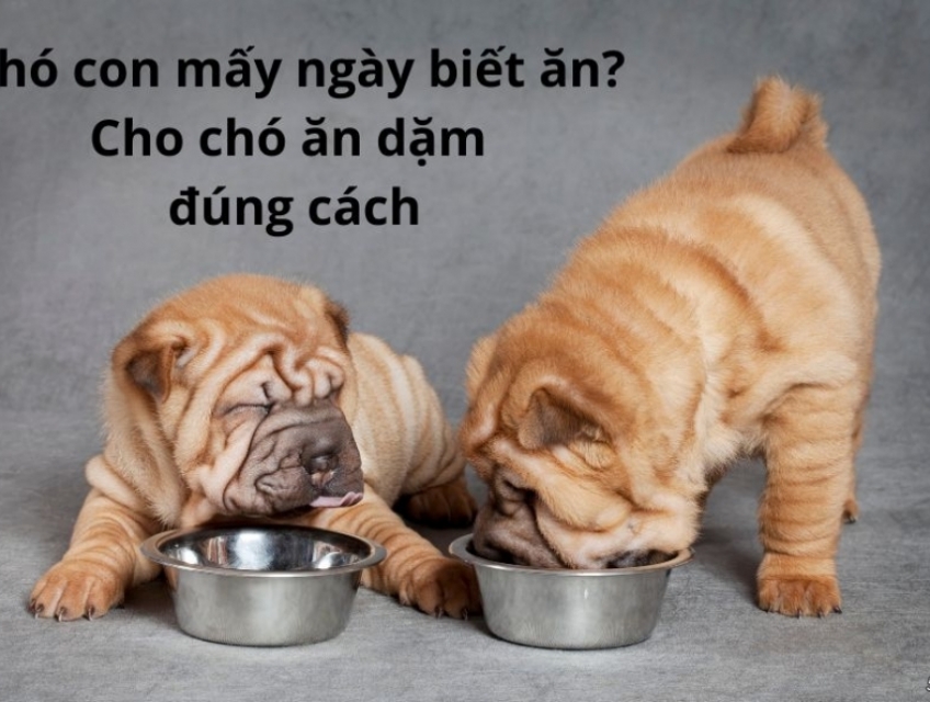 Chó ốm nên cho ăn gì? Hướng dẫn chăm sóc nhanh khỏe nhất
