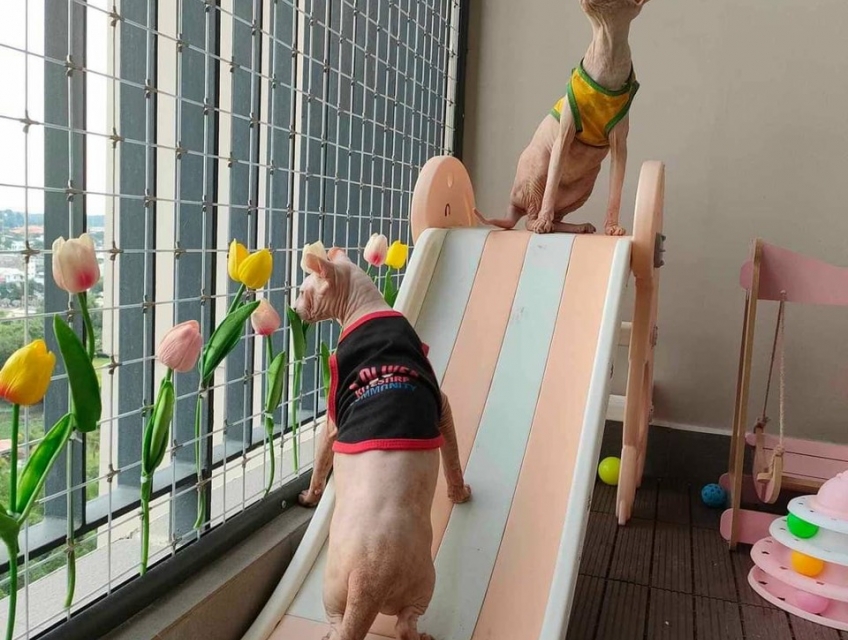 Lưới An Toàn Ban Công Cho Mèo: Giải Pháp Tốt Nhất để Ngăn Chặn Tai Nạn