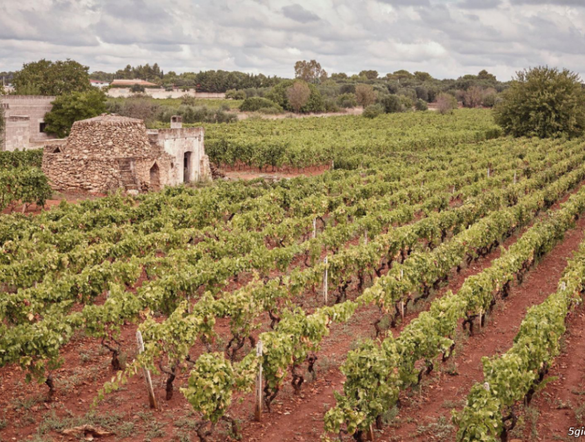 RƯỢU VANG F NEGROAMARO - CHAI RƯỢU VANG HOÀN HẢO CHO NGÀY TẾT SUM VẦY