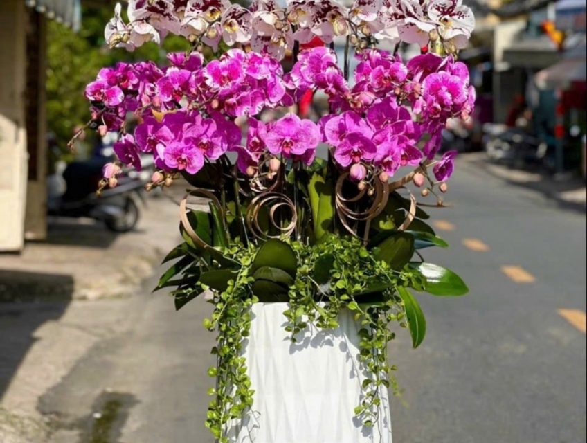 Shop hoa lan hồ điệp đẹp cao cấp số 1 tphcm Hoatuoi247.com.vn