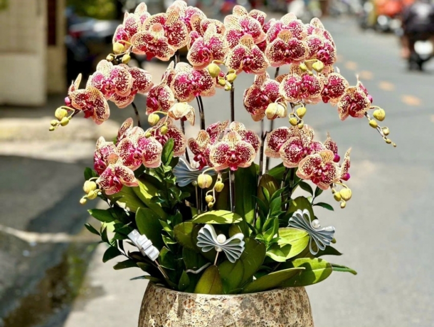 Tuyển chọn những mẫu hoa lan hồ điệp đẹp nhất tphcm tại Hoatuoi247 SG