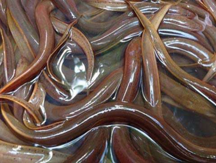 Lươn Đồng: Điểm Độc Đáo Trên Bản Đồ Ẩm Thực Việt