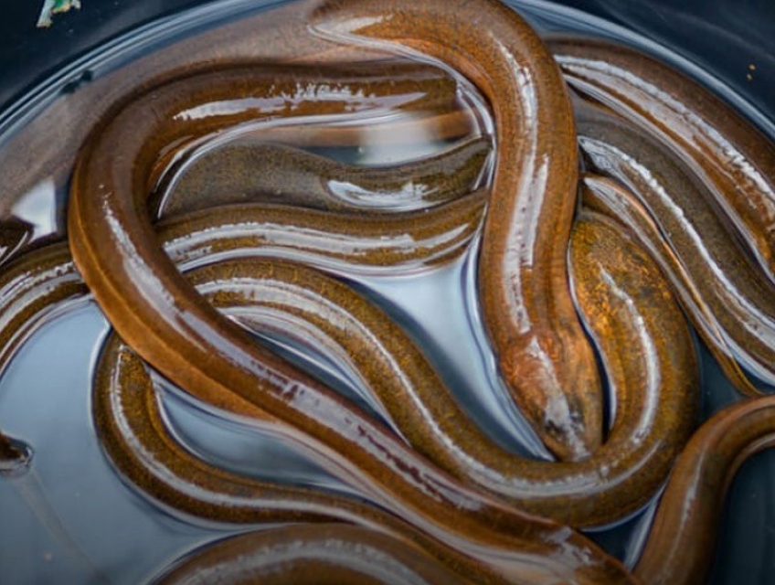 Lươn Tươi Sống: Một Cuộc Phiêu Lưu Của Hương Vị