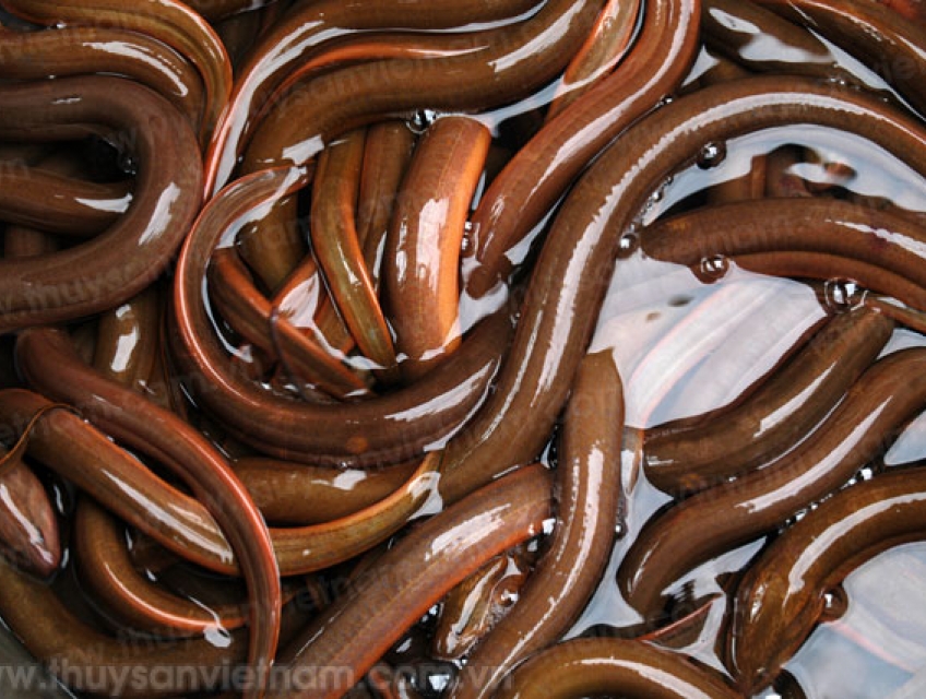 Cách làm lươn tươi sống