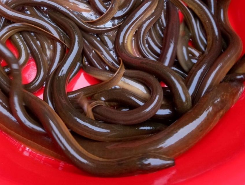 Bí quyết làm lươn tươi sống