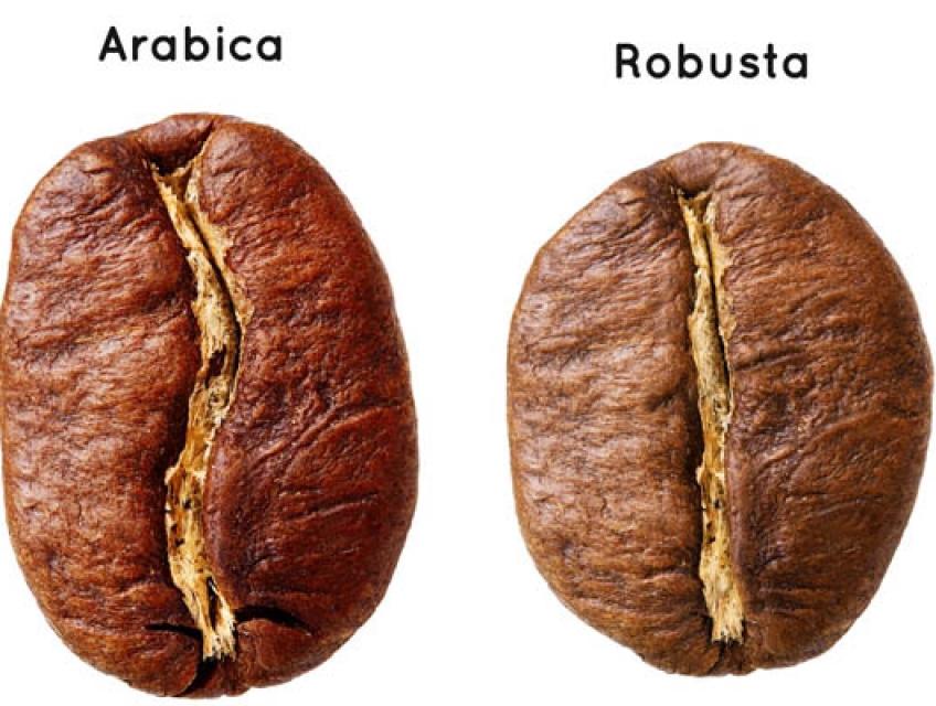 Cà phê arabica và cà phê robusta: khám phá các đặc điểm khác biệt