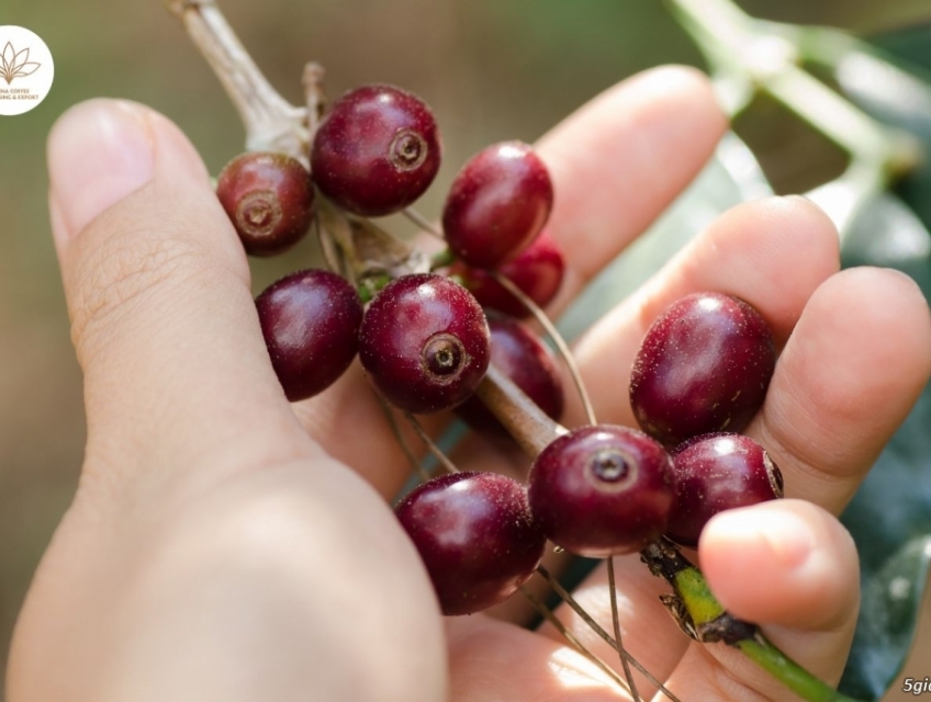 Tận Hưởng Hương Vị Độc Đáo tại Cà Phê Buôn Mê Thuột