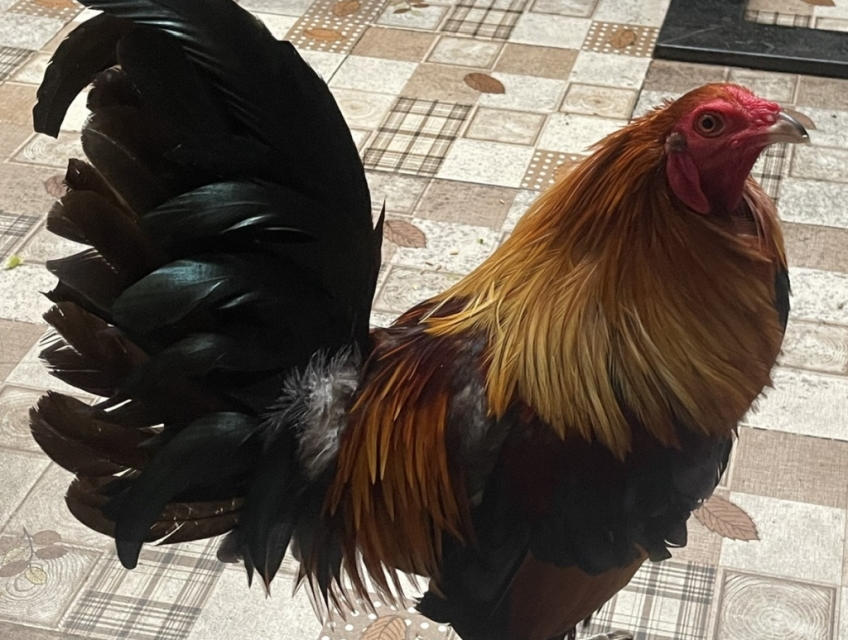 tre mỹ hatch f1 zin nguyên (hàng Vip)