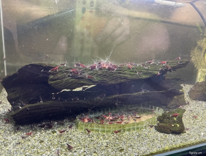 Sulawesi chân trắng.