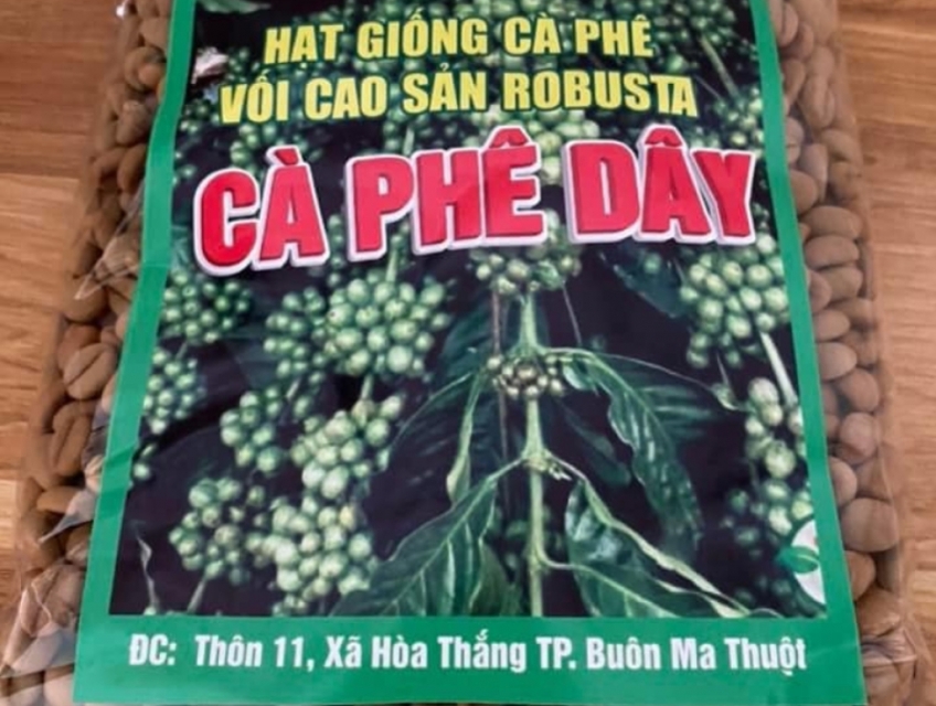 Hạt Giống Cà Phê Dây của Viện Eakmat