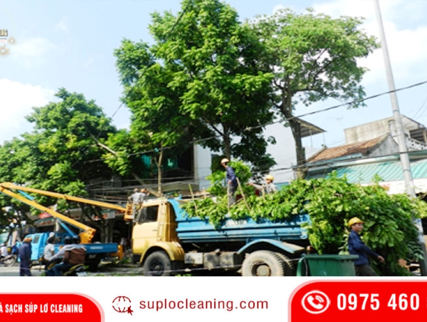 Dịch Vụ Cắt Tỉa Cây Xanh Tại Hà Nội ✅ Chuyên Nghiệp ✅ An Toàn ✅Thẩm Mỹ