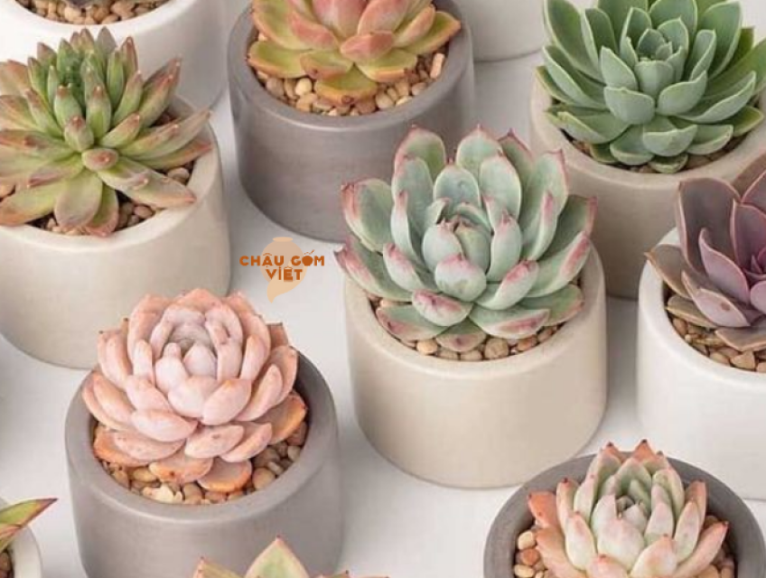 Chậu Gốm Mini Một Thế Giới Thu Nhỏ Trong Vườn Nhà