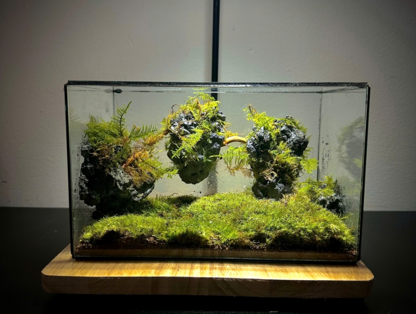Sinh nhật bạn bè tặng gì? Terrarium là lựa chọn hoàn hảo