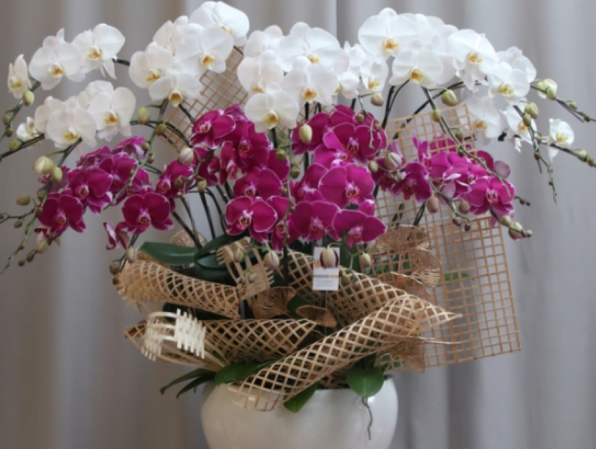 Đặt hoa lan hồ điệp tặng hội nghị cấp cao