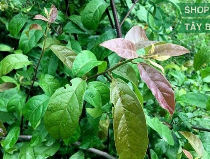 Thần dược phòng chống ung thư không phải ai cũng biết