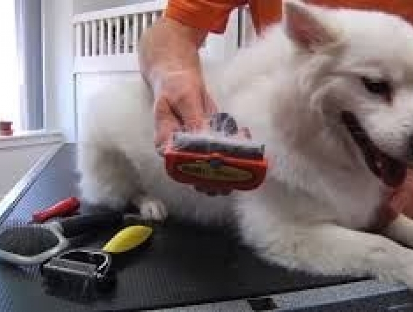 Tại sao nên dùng bàn chải vệ sinh lông cho thú cưng