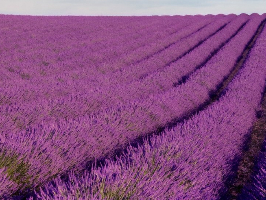 Khám phá Đà Lạt – Thành Phố Mộng Mơ (3n3đ)