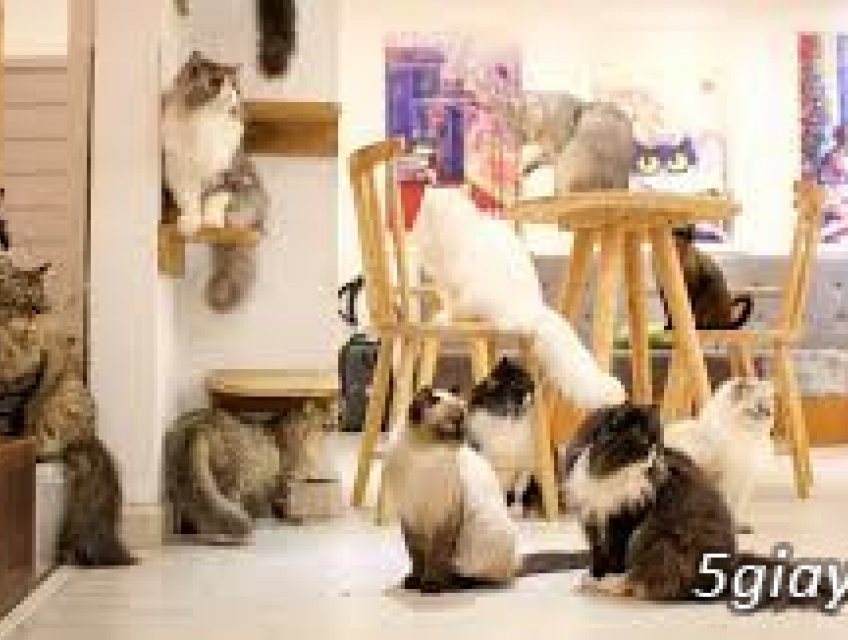 Khám phá các quán cà phê mèo, một ngày hẹn hò Sài Gòn