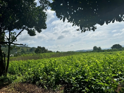 Cần bán lô đất đường Tránh Quốc Lộ 27, Liên Hiệp, Đức Trọng, Lâm Đồng