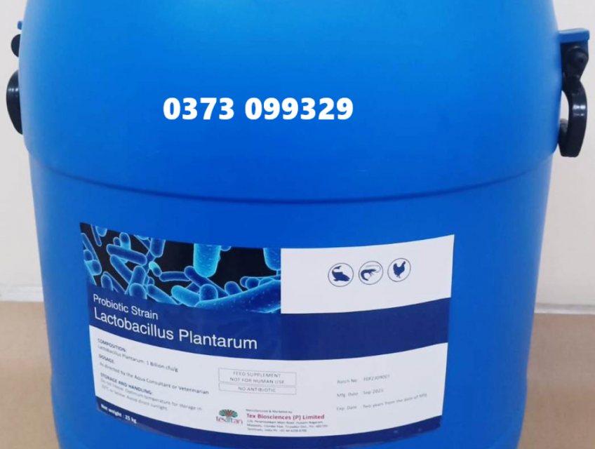 Bán Men vi sinh Bacillus Plantarum giá sỉ