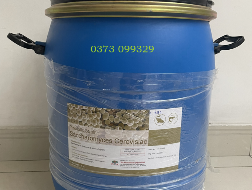 Bán Nấm men đơn bào Saccharomyces cerevisiae giá sỉ