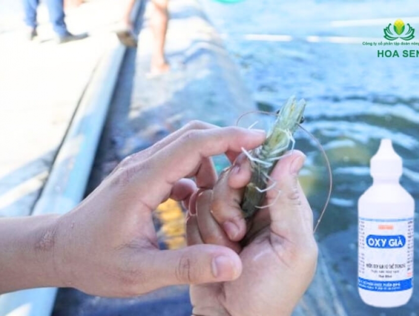 Cách sử dụng oxy già trong nuôi tôm? Những điều cần lưu ý