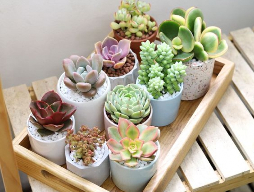 NƠI BÁN SEN ĐÁ UY TÍN, ĐA DẠNG CÁC LOẠI CÂY CỰC CHẤT, ĐỘC LẠ