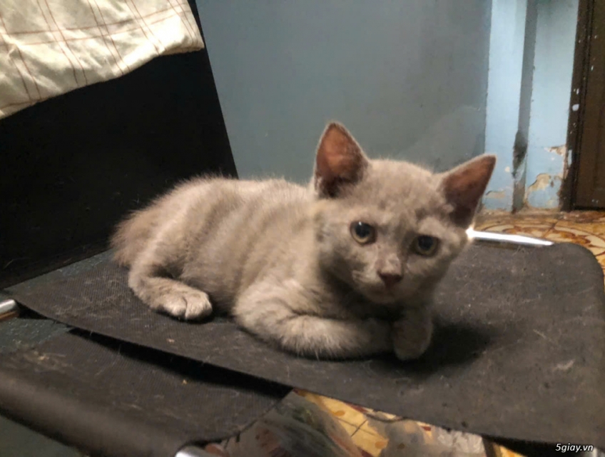 Mèo Anh Lông Ngắn, dài 3th tuổi