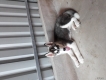 Husky cái 2,5tháng