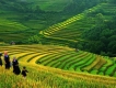 Tour Hà Nội - Sapa - Khách sạn 3* - Giá rẻ hấp dẫn - DEALTODAY