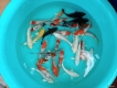 Bán cá koi việt size 15-17cm