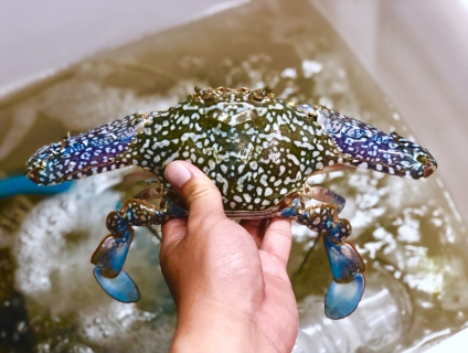 Ghẹ Sống LaGi - Cung cấp Sỉ Lẻ ghẹ tại SG - Nhận chế biến và giao tận nơi