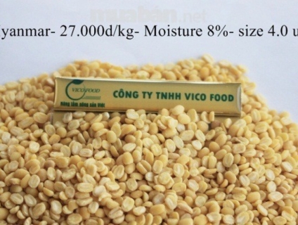 cung cấp đỗ xanh hàng myanma số lượng lớn