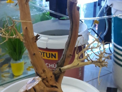 bon sai giá rẻ nghệ thuật lũa khô