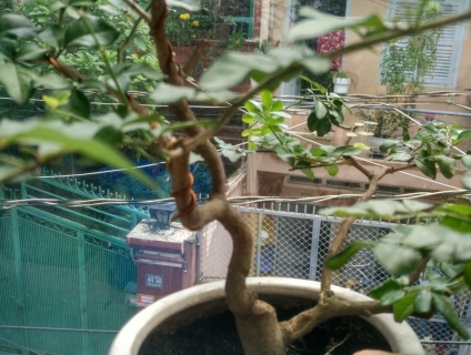 Cần Bán cây phong thủy Bon sai Kim quýt