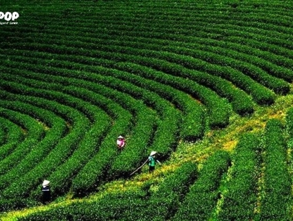 Đồi chè Bảo Lộc – Nơi gây thương nhớ